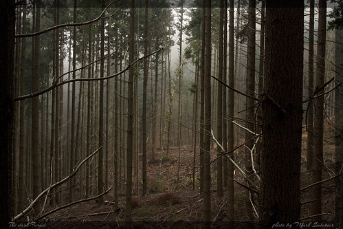 italy forest canon italia nationalgeographic pratomagno foreste canoniani marksoetebier mksphoto
