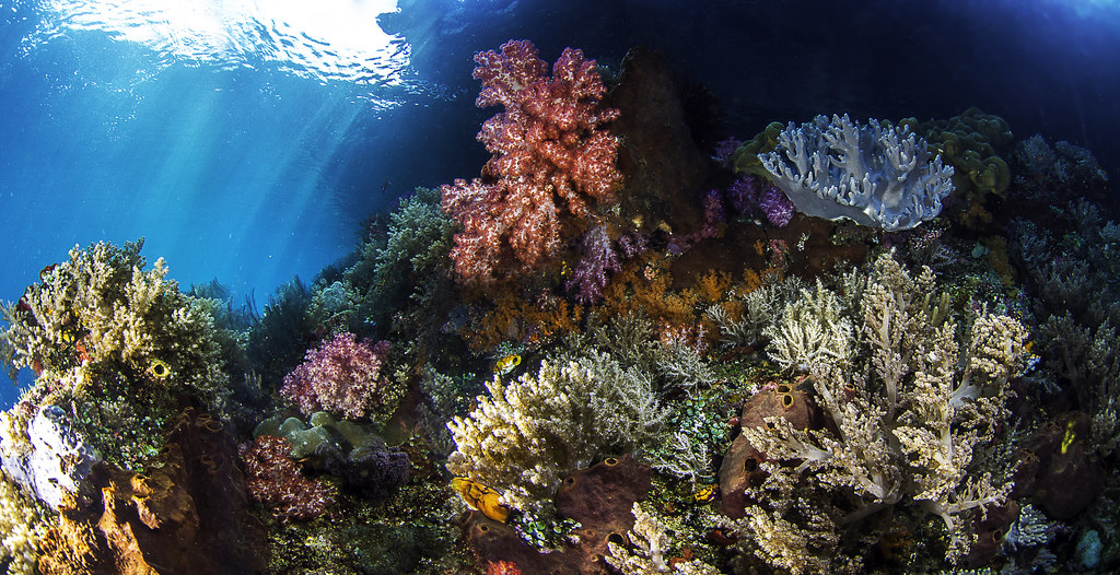 Raja Ampat Reef Panorama
