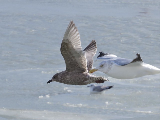 Thayer's Gull (1st Cycle) at North Point Marina in Lake County, IL 01