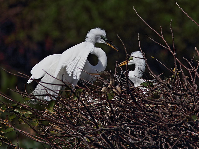 Great Egrets at nest 2-20150212