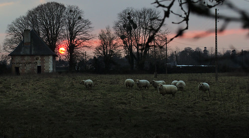 sunset sonnenuntergang sheep moutons schafe coucherdusoleil