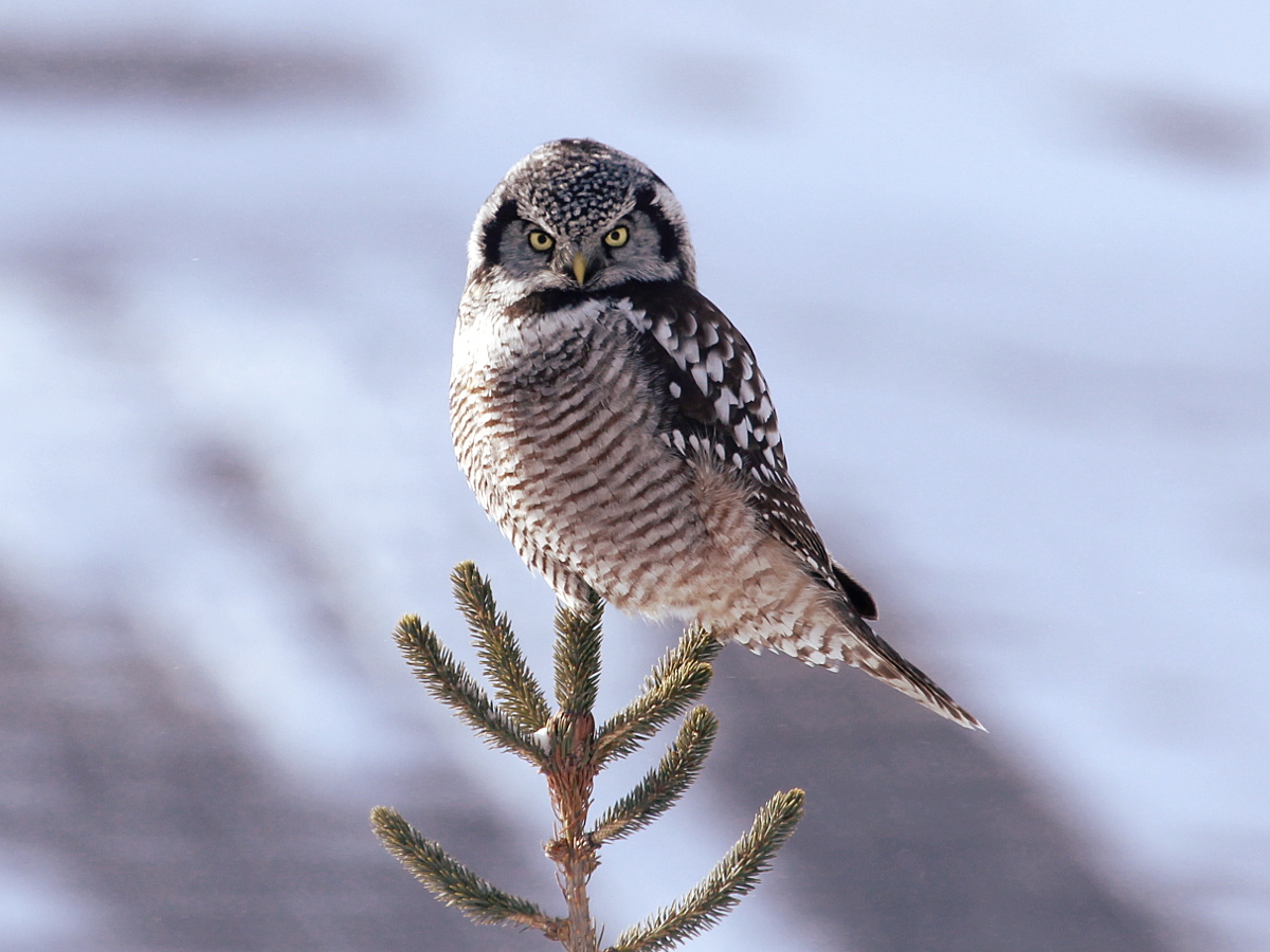 Photograph titled 'Northern Hawk Owl'