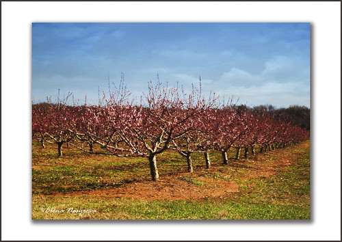 pink blue sky landscape spring texas orchard digitalpainting bloom peachorchard canonphotography