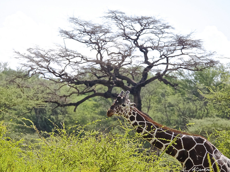 Safari en Samburu: Jirafas, Elefantes, Leones, Guepardos y muchísimos pájaros - 12 días de Safari en Kenia: Jambo bwana (33)