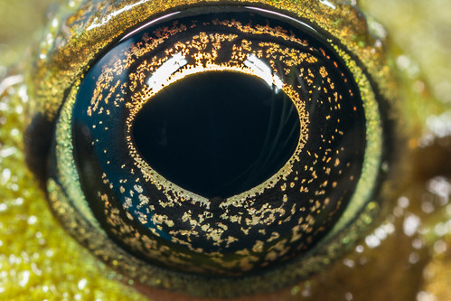 eye frog