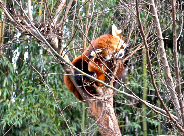 red panda in atlanta zoo georgia