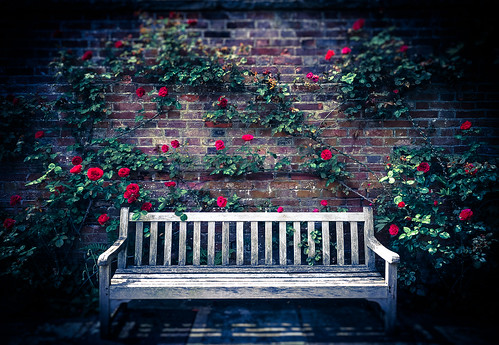 roses garden bench kent nikon nationaltrust chartwell redbricks d5000