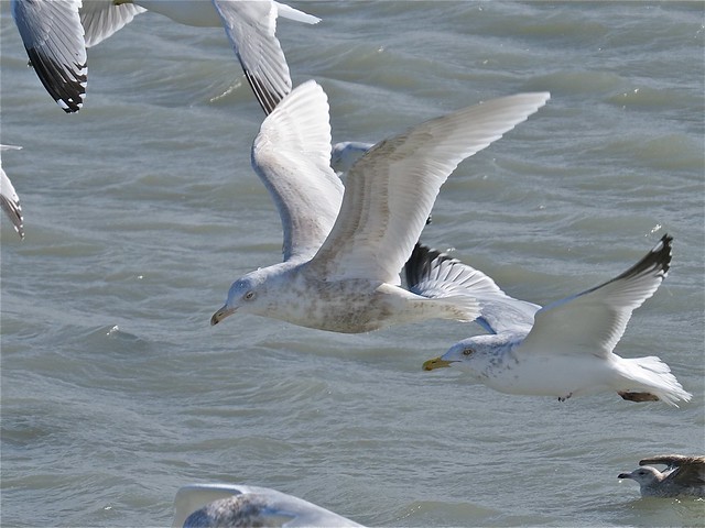 Glaucous Gull (2nd Cycle) at North Point Marina in Lake County, IL 01