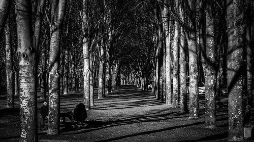 park parque españa tree europe flickr arboles sony valladolid lightroom nex emount sonynexf3