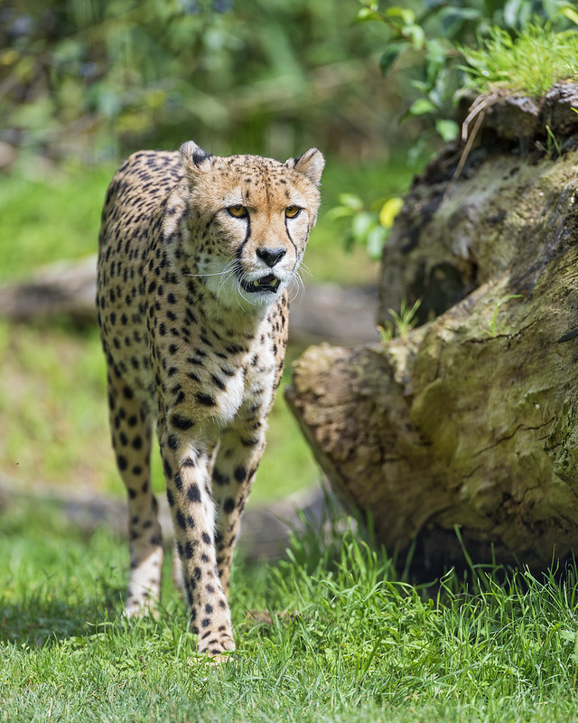 Walking male cheetah