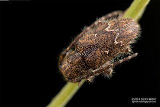 Longhorn beetle (Mispilodes borneensis?) - DSC_3038
