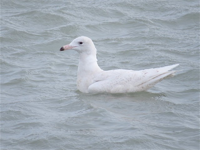 Glaucous Gull (1st Cycle) at North Point Marina in Lake County, IL 05