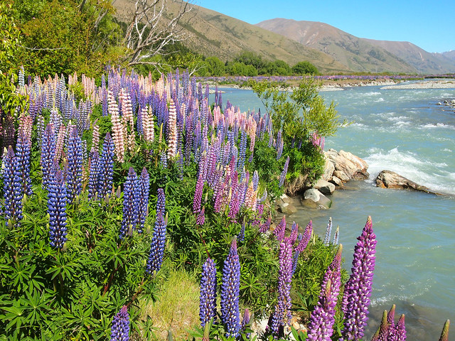 Lupins along the Ahuriri River in New Zealand