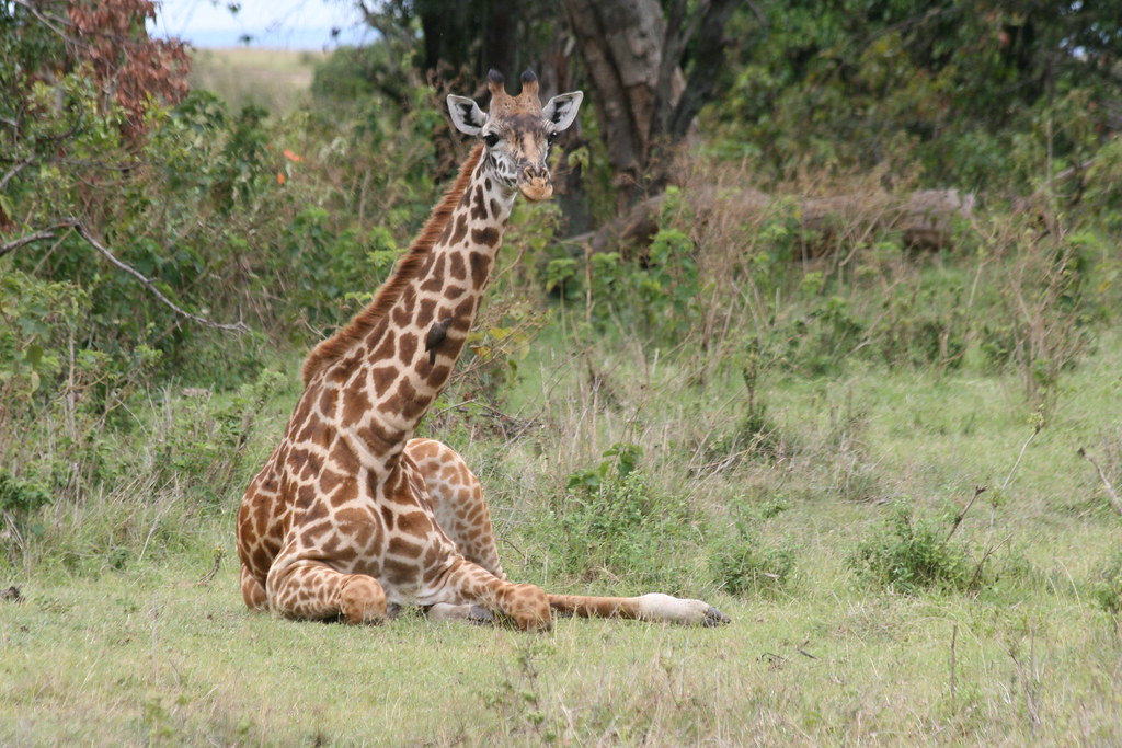 MASAI MARA II - MEMORIAS DE KENIA 14 días de Safari (29)