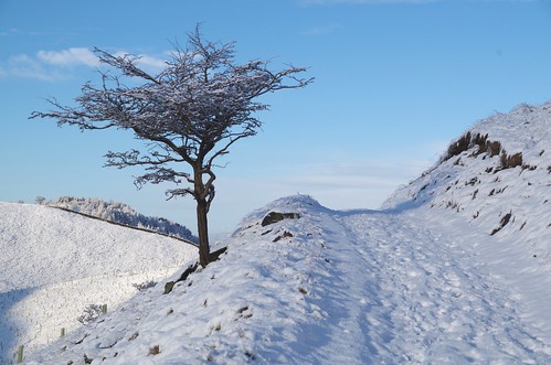snow tree derbyshire glossop hawthorn