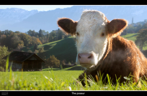 autumn panorama mountains alps green nature grass animal canon eos schweiz switzerland cow europe posing lonelyplanet dslr breathing nationalgeographic 600d