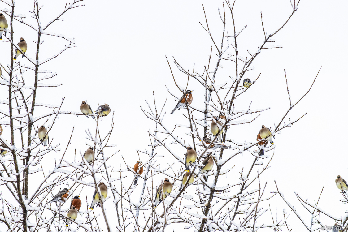 birds in snow-6