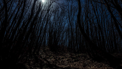 longexposure trees italy moon night forest canon lost eos woods italia wideangle tuscany nightsky toscana canoneos wanderer nightshoots 14mm samyang canonphotography xti canoneos400d canon400d canonxti nightphotoghraphy samyang14mm