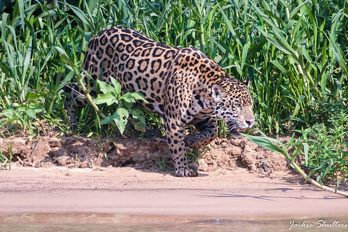 Jaguar-Cuiaba (1 of 1)