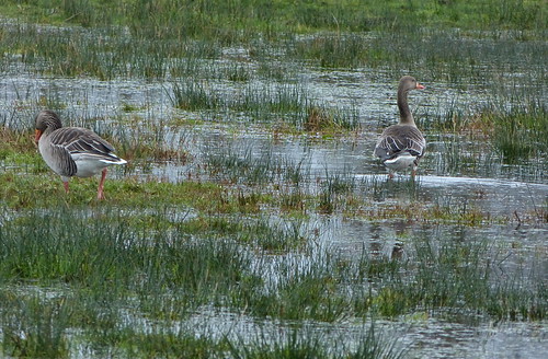 bird nature wet geese wildlife ngc nat goose gans ganzen vogel wetland greylag kranenburgerbruch panasonicdmcfz150 1200585
