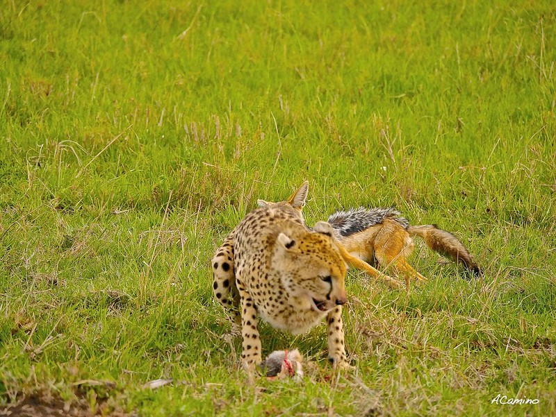 Gran dia en el M.Mara viendo cazar a los guepardos - 12 días de Safari en Kenia: Jambo bwana (73)