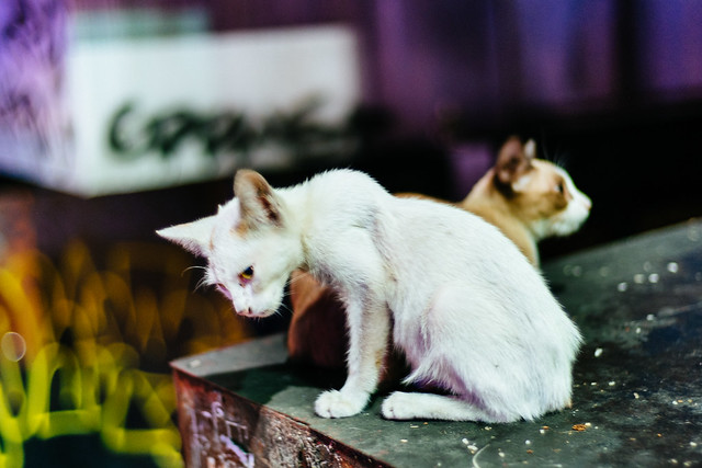 Please be kind to poor kitties of Siam Square