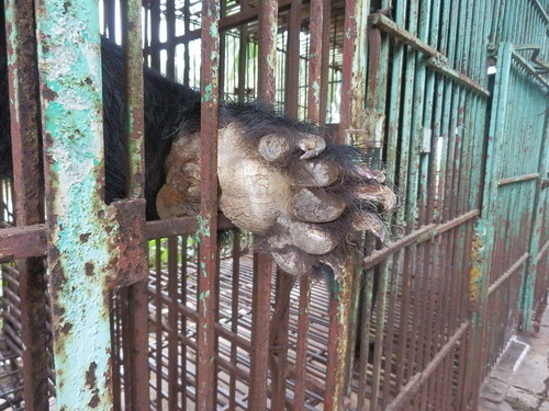 The dry and cracked paws of a bear who has never set foot on grass 1, Hai Farm, Quang Ninh