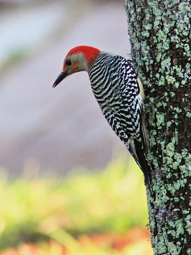 Red-bellied Woodpecker 2-20150123