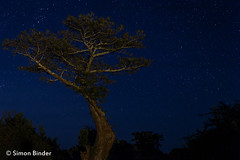Baobab at night