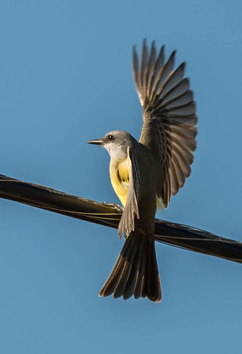 california birds unitedstates rare watsonville flycatcher kingbird