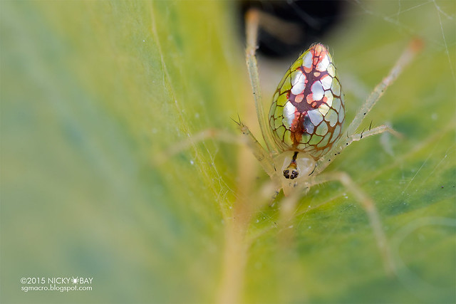 Mirror spider (Thwaitesia sp.) - DSC_7609