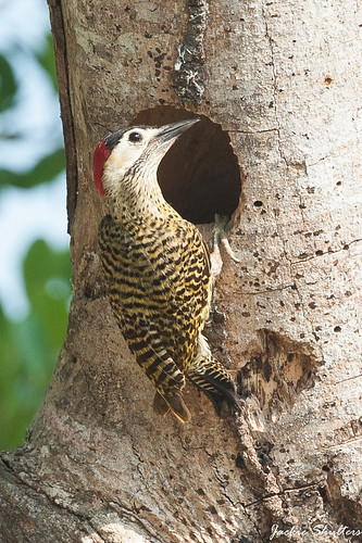 Green-barred Woodpecker-2