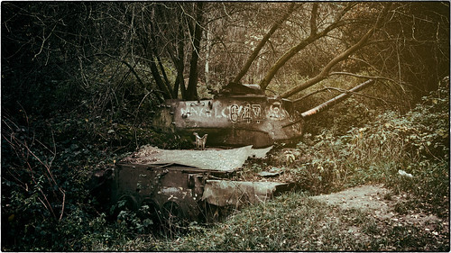 forest woods tank glasseyesview