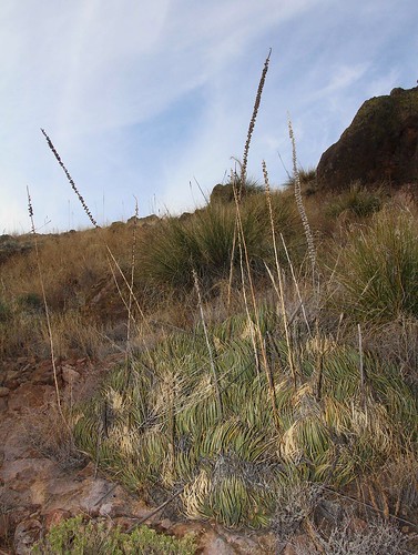2014 agaves arizona beargrassnolinabigelovii camping coronadonf desert flickr galiuromountains gps grahamcounty landscapes mountains shindaggeragaveagaveschottii succulents usa unitedstatesofamerica