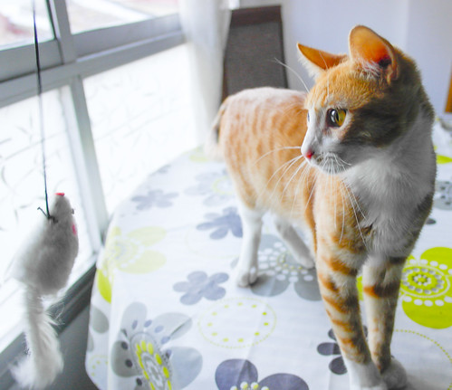 Simón, gatito naranja y blanco de ojos miel esterilizado, muy juguetón, nacido en Marzo´14, en adopción. Valencia. ADOPTADO. 15640862070_02351d030c