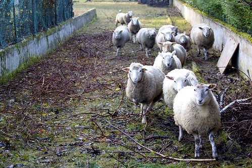 france nature automne village iledefrance moutons mouton seineetmarne voulx voulxcity