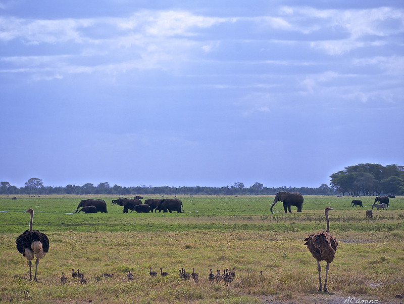 12 días de Safari en Kenia: Jambo bwana - Blogs de Kenia - Amboseli: Buscando la foto del elefante a los pies del Kilimanjaro (52)