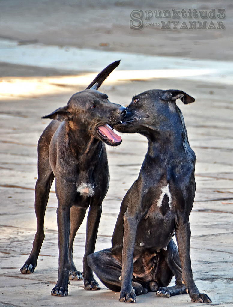 Passionate Dogs