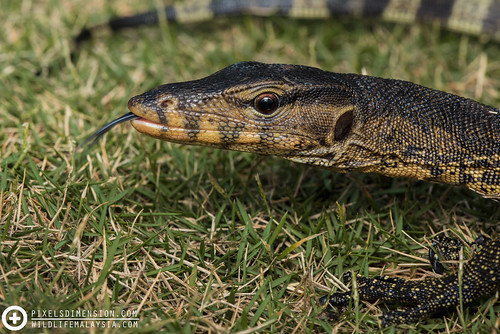 Monitor lizard (Varanus salvator) tongue flicking