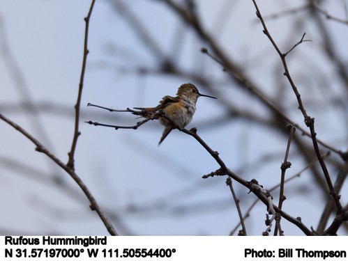 birds az rufoushummingbird selasphorusrufus