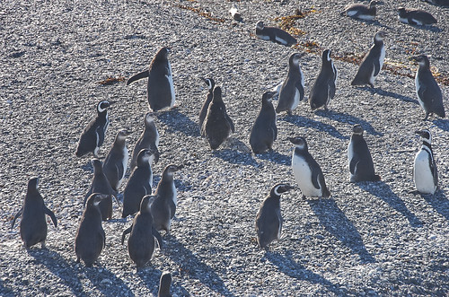 【写真】2015 世界一周 : ビーグル水道（ペンギン生息地）/2018-10-19/PICT8823