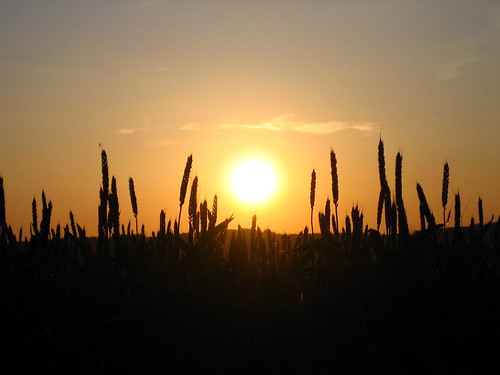 sunset sky sun evening abend corn flora sonnenuntergang bright hell cereal himmel cloudless sonne horizont getreide wolkenlos