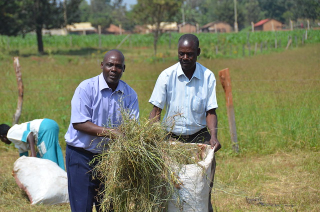 Farmers training on smallholder dairy production in Kenya