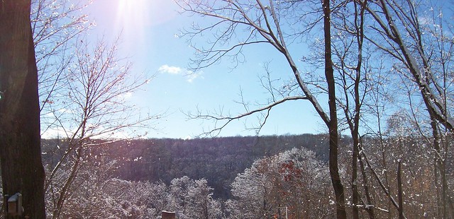sunny snow trees 3