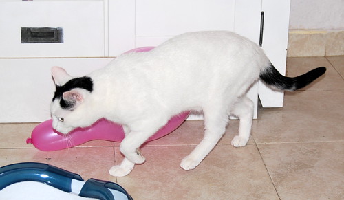 Carlo, gatito blanco con toque negro tímido y muy bueno esterilizado, nacido en Junio´14, en adopción. Valencia. ADOPTADO. 15612185303_1d6f736c59