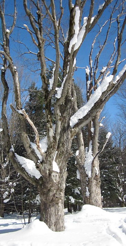 Snow in trees