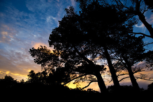 trees sunset sky silhouette clouds australia tasmania bicheno