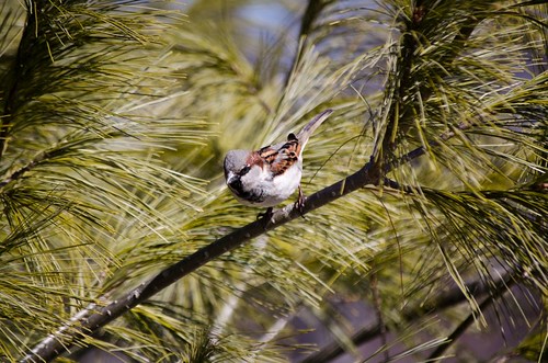 Sparrow in the tree