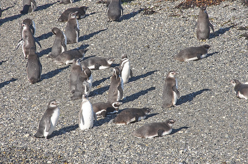 【写真】2015 世界一周 : ビーグル水道（ペンギン生息地）/2018-10-19/PICT8797