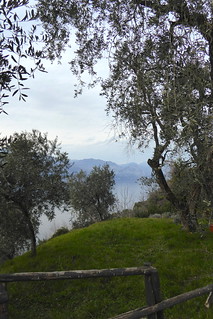 Olive trees with view over the lake (Crer)